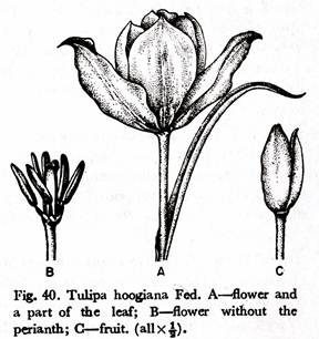 Tulipa Hoogiana