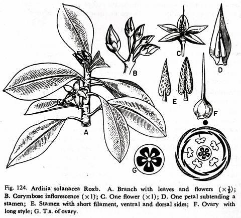 Ardisia Solanacea Roxb