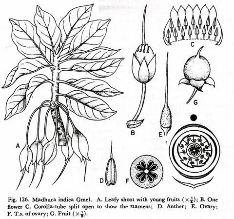 Madhuca Indica Gmel