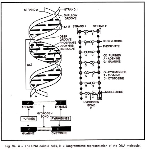 DNA double helix