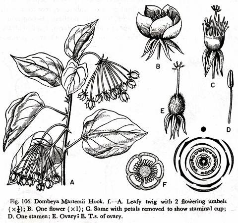 Dombeya Mastersii Hook