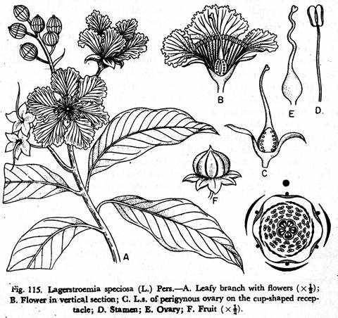 Lagerstroemia speciosa