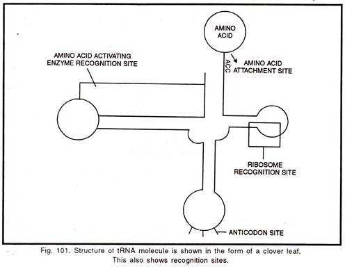 Structure of tRNA