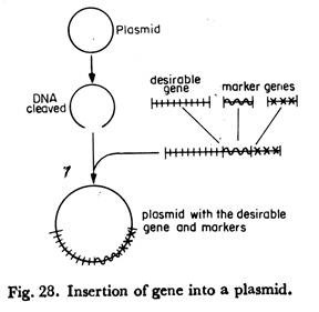 Insertion of Gene Into a Plasmid