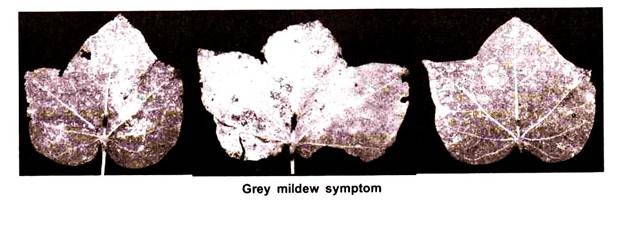 Grey Mildew Symptom