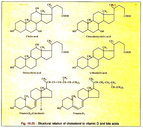 Structural Relation of Cholesterol