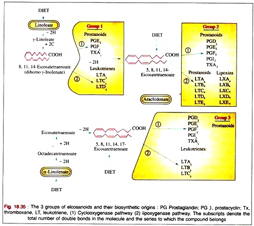 3 Groups of Elcosanoids