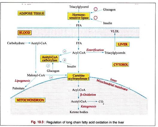 Regulation of Long Chain Fatty Acid Oxidation in the Liver