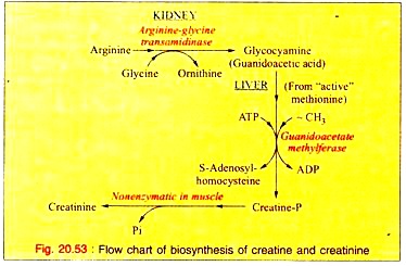 Biosynthesis of Creatine and Creatinine