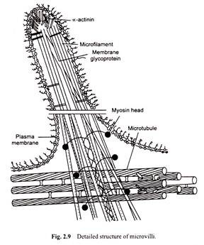 Detailed Structure of Microvilli