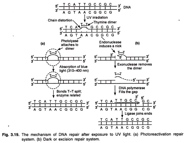 Mechanism of DNA Repair