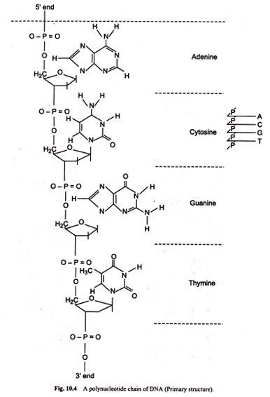 Polynucleotide Chain of DNA