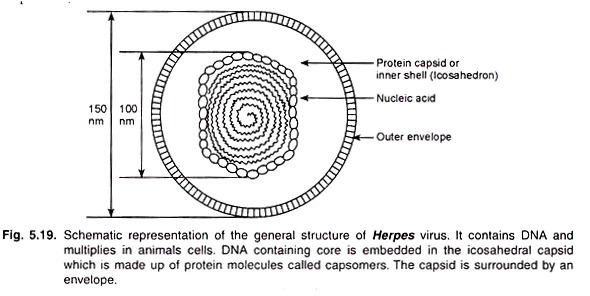 General Structure o Herpes Virus