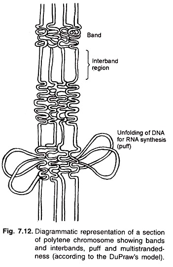 Section of Polytene Chromosome