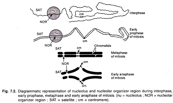 Nucleolus and Nucleolar Organizer Region