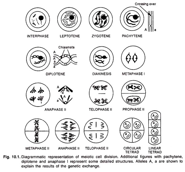 Meiotic Cell Division