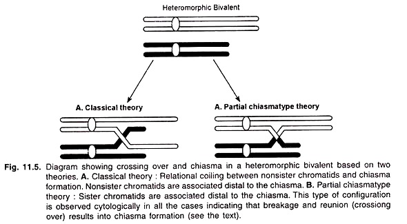 Crossing Over and Chiasma in a Heteromorphic Bivalent