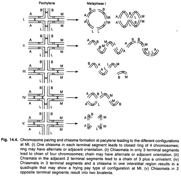 Chromosome Pairing and Chiasma Formation