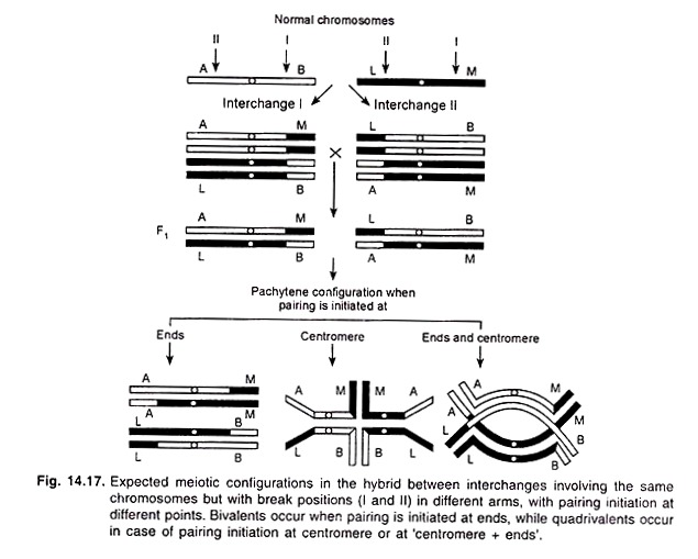 Expected Meiotic Configurations