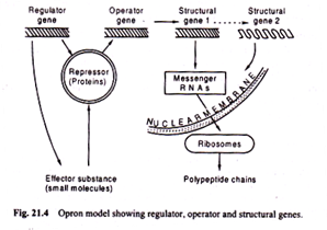 Regulator, Operator and Structural Genes