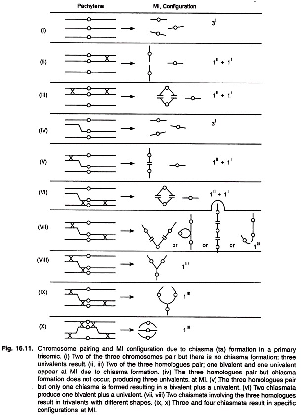 Chromosome Pairing and Ml Configuration