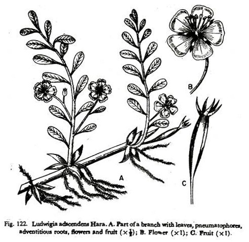 Ludwigia adscendens Hara