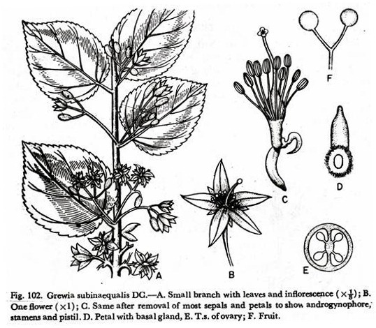 Grewia subinaequalis