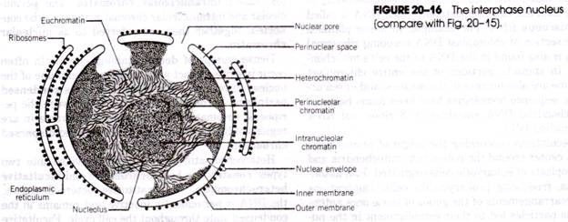 Floral Diagram of Morus