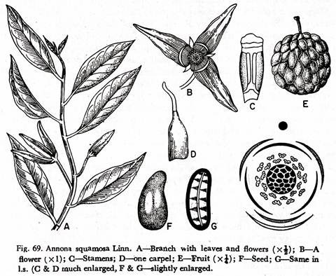 Annona squamoa Linn