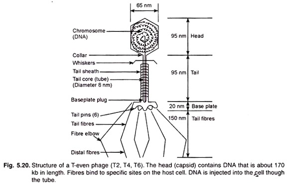 Structure of T-even Phage