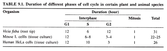 Duration of Different Phases of Cell Cycle