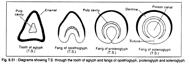 Tooth of Aglyph and Fangs of Opisthoglyph, Proteroglyph and Solenoglyph