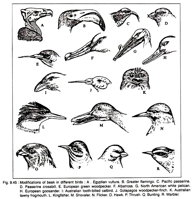 Modifications of Break in Different Birds