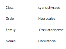 Different Types of Trivalents Fromed in Trisomic Cell