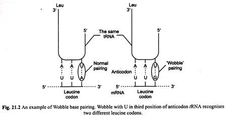 Example of Wobble Base Pairing