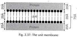 Unit Membrane