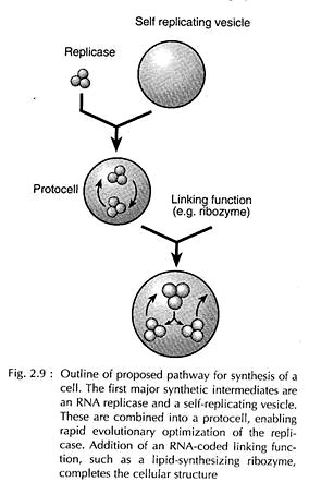 Synthesis of a Cell