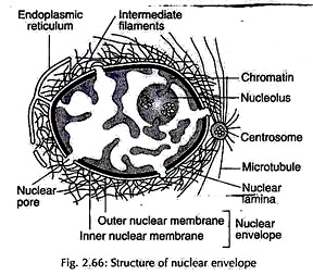 Structure of Nuclear Envelope