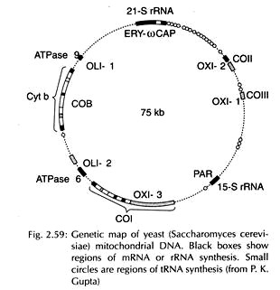 Genetic Map of Yeast Mitochondrial DNA