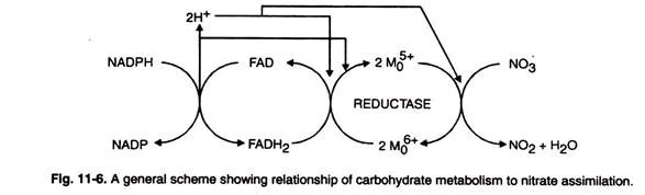 Carbohydrate Metabolism to Nitrate Assimilation