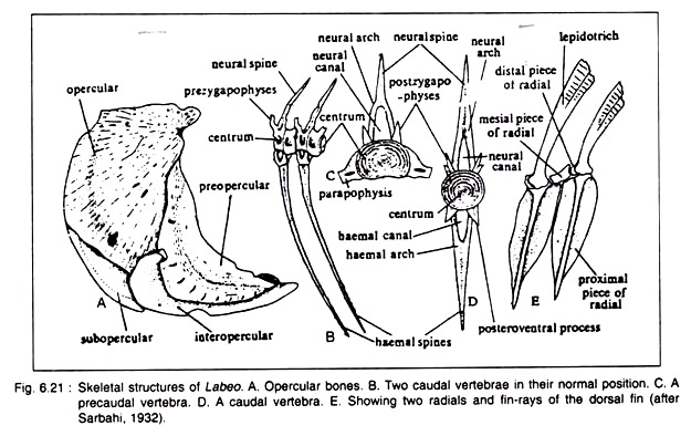 Skeletal Structures of Labeo