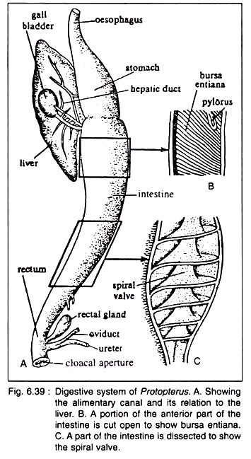 Digestive System of Protopterus