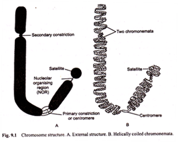 Chromosome Structure