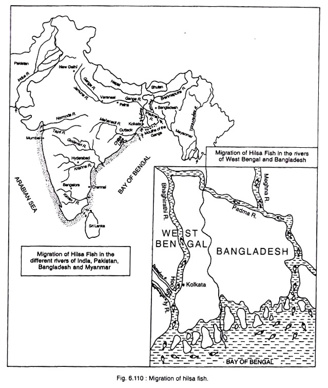 Migration of Hilsa Fish