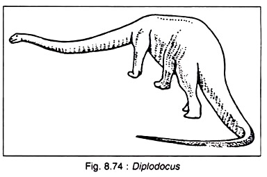 Diplodocus