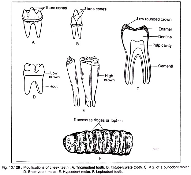 Modificatios of Cheek Teeth