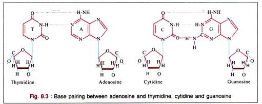 Base Pairing between Adenosine and Thymidine, Cytidine and Guanosine