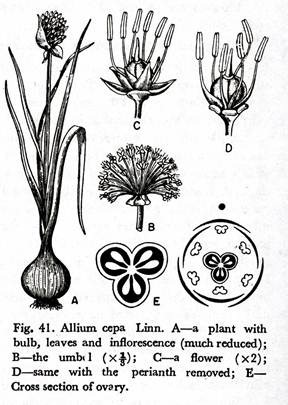 Allium Cepa