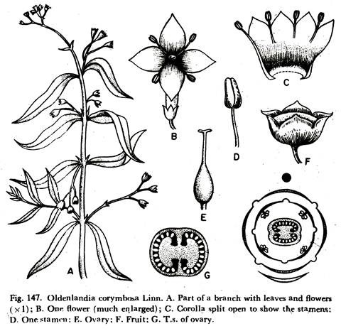 Oldenlandia Corymbosa Linn