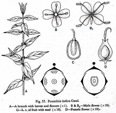 Pouzolzia Indica Gaud